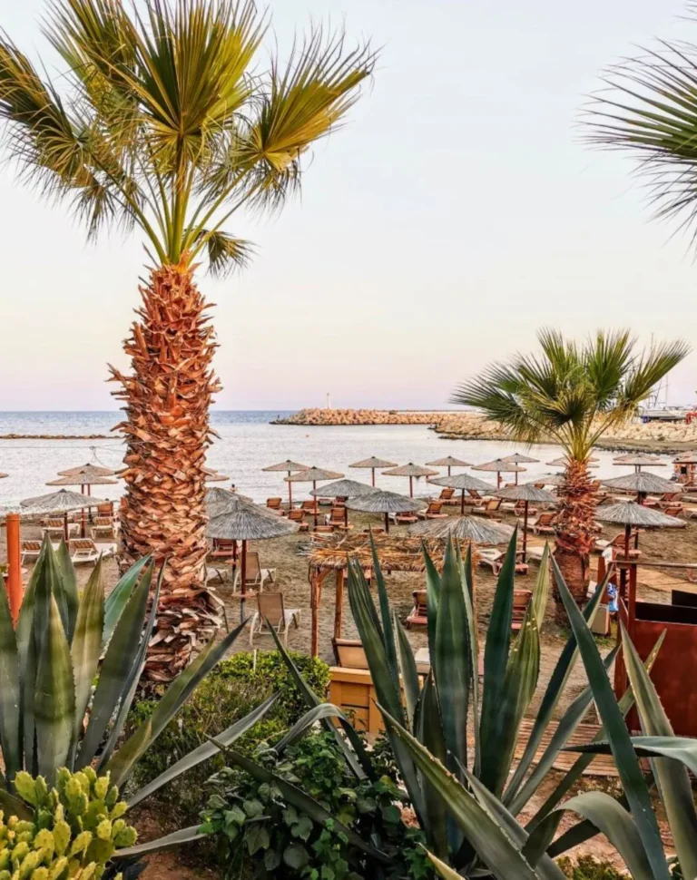 Date trees and beach umbrellas near private healing retreat in Cyprus